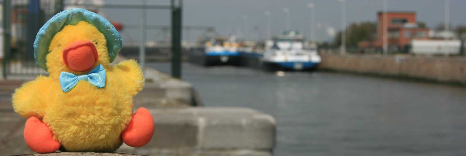 Duck at Antwerp Docks Two
